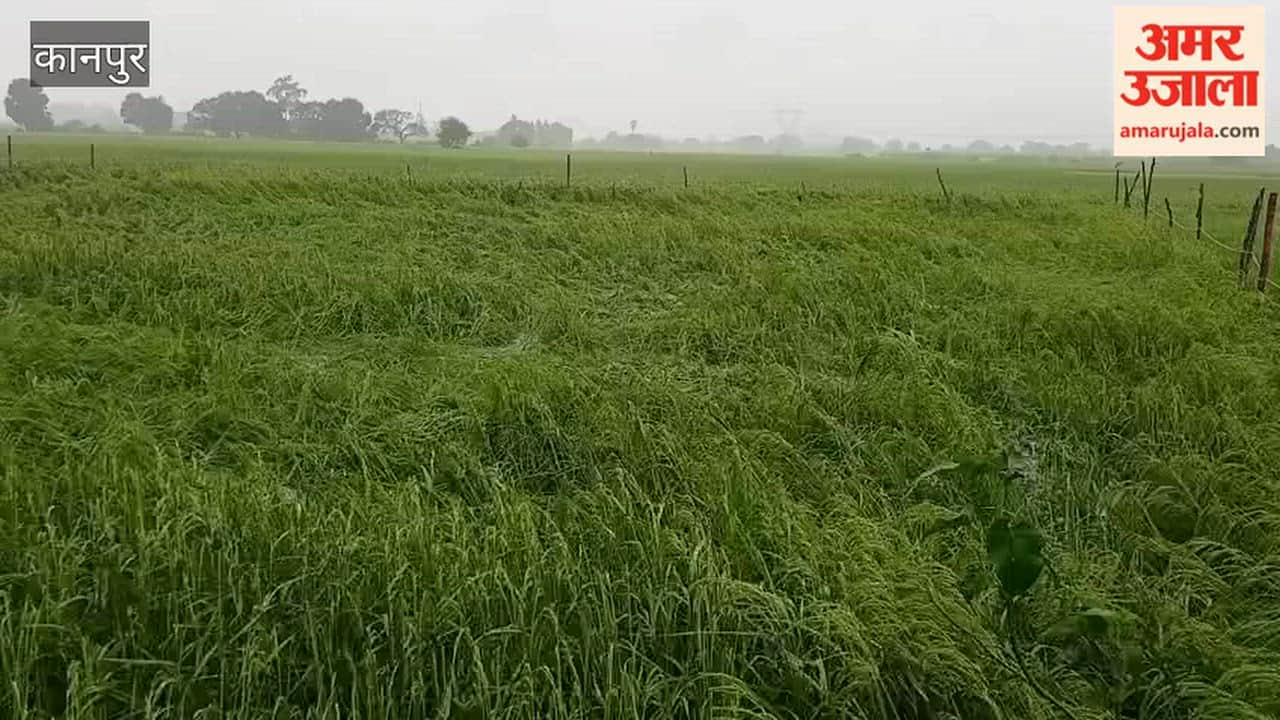 Kanpur: Torrential rain and strong winds flatten paddy crops; farmers disheartened