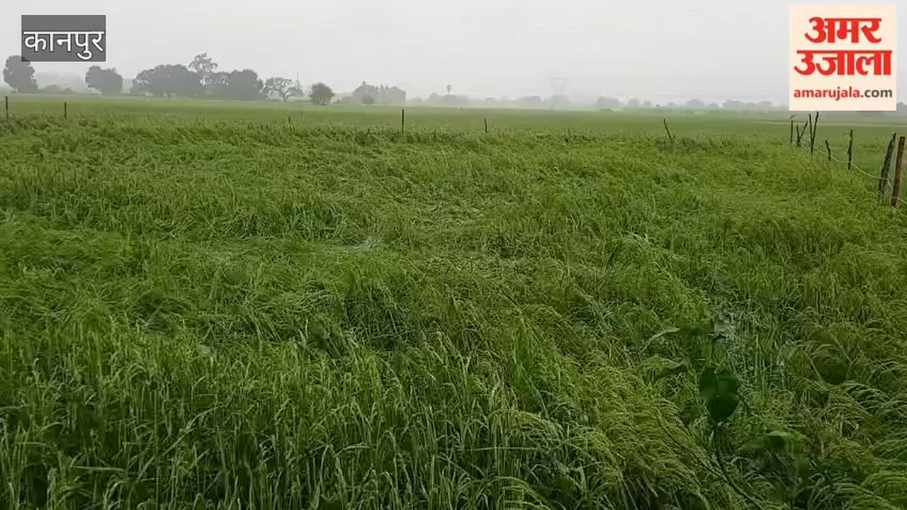 Kanpur: Torrential rain and strong winds flatten paddy crops; farmers disheartened