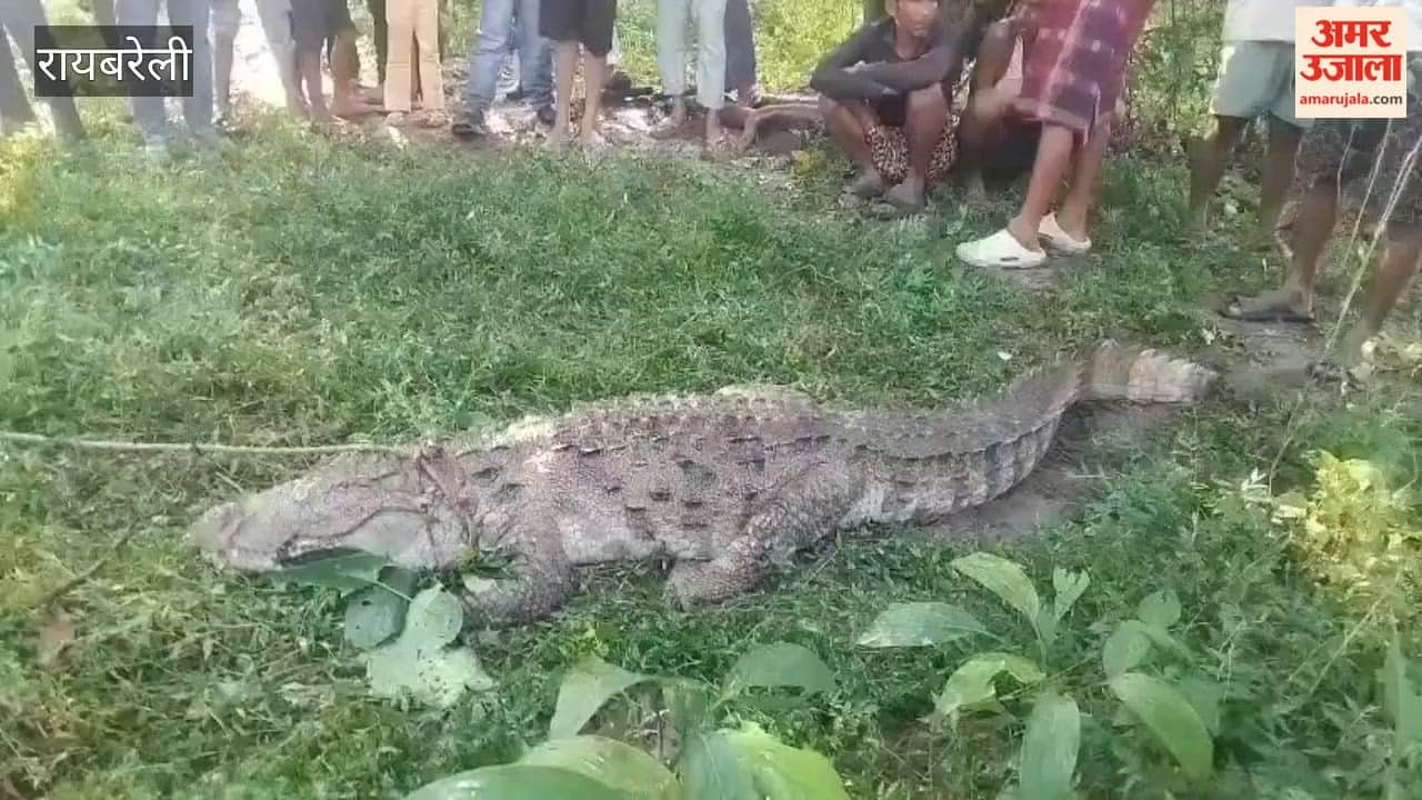 Villagers were gripped by panic after crocodile was spotted in orchard in Raebareli