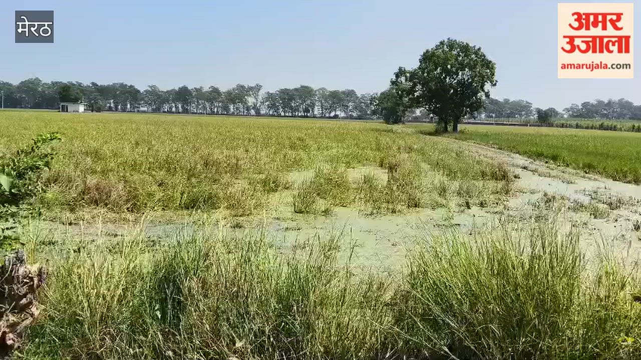 Incomplete drain spells trouble for farmers; crops ruined due to waterlogging in fields.