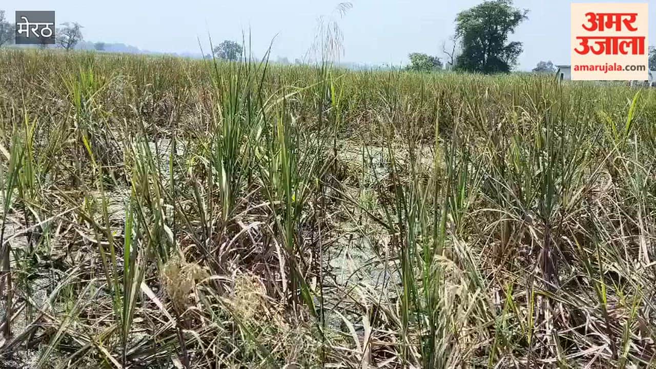 Thousands of hectares of sugarcane crop standing in waterlogging for three months affected