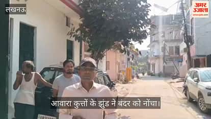 VIDEO: आवारा कुत्तों के झुंड ने बंदर को नोंचा, तड़पकर मौत