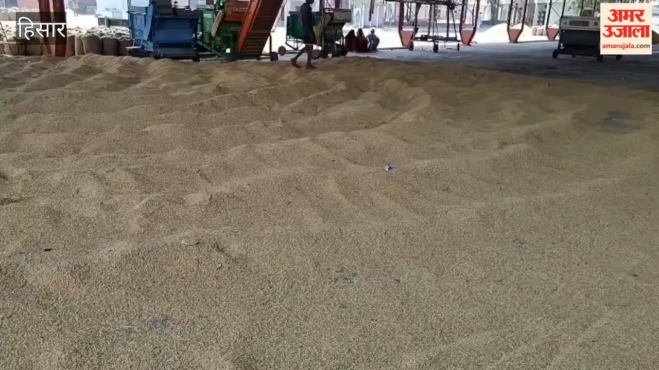 Farmers arriving at the Hansi grain market with paddy; concerned about the procurement of the Parmal variety.