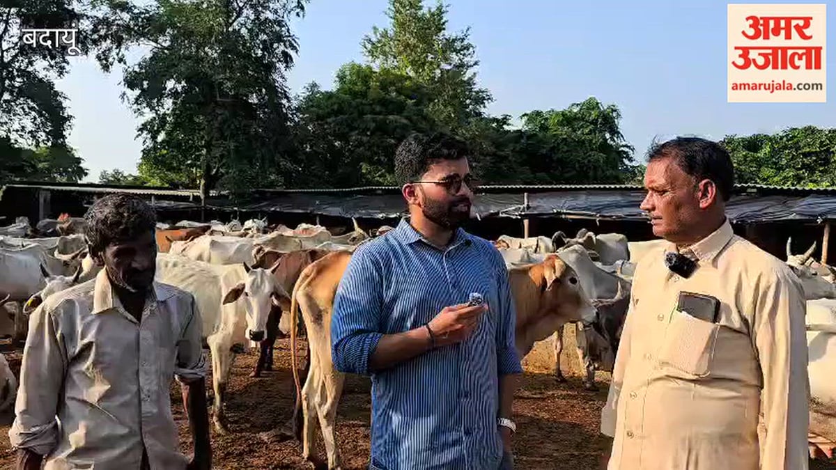 वीडियो: बदायूं की गोशालाओं में बदहाली, पड़ताल में सामने आई हकीकत