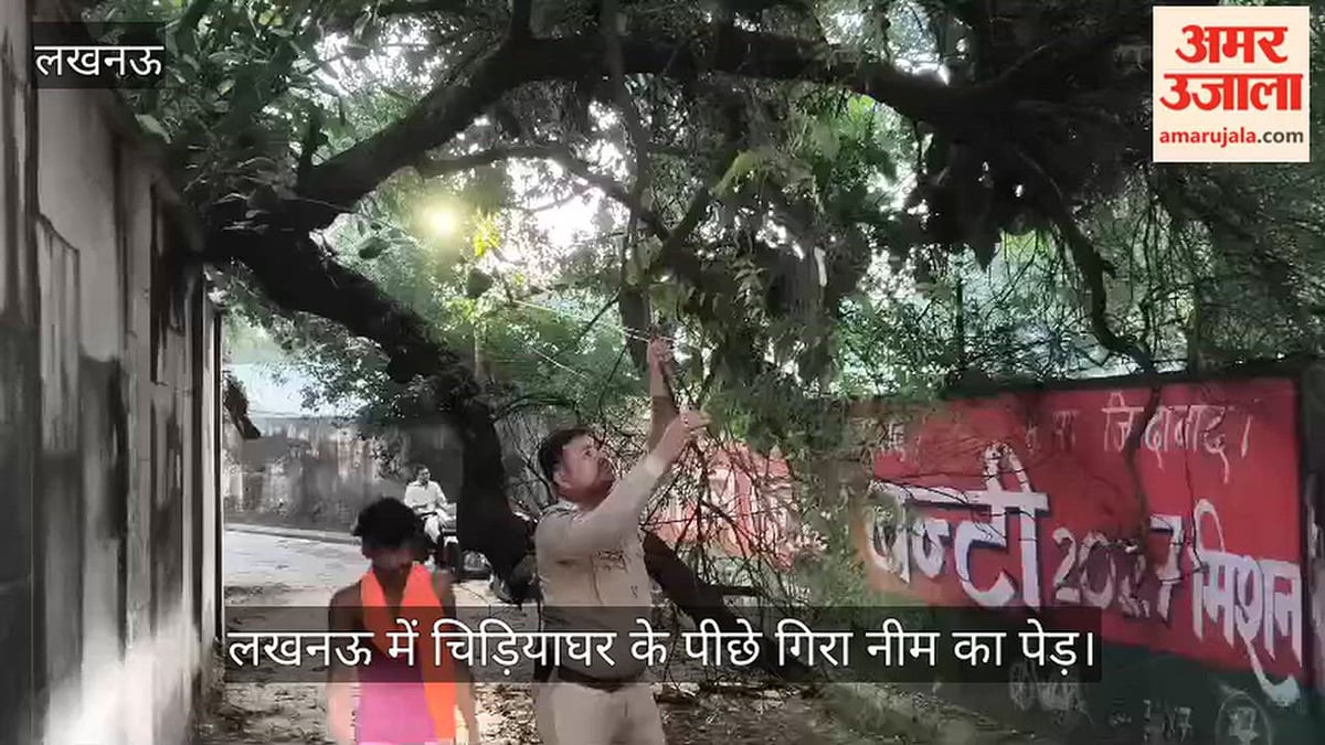 Video: लखनऊ में चिड़ियाघर के पीछे गिरा नीम का पेड़
