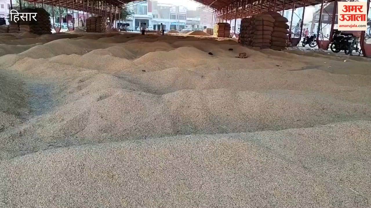 Farmers are arriving at the Hansi mandi with paddy; the 1509 variety is fetching prices of up to ₹4,011.