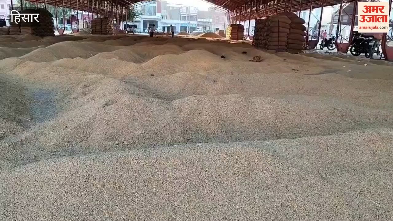 Farmers are arriving at the Hansi mandi with paddy; the 1509 variety is fetching prices of up to ₹4,011.