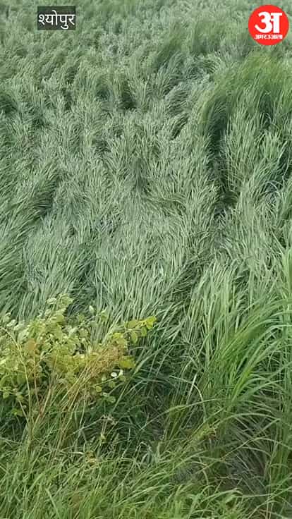 Paddy crops ruined by rain accompanied by strong winds; crops flattened in the fields.
