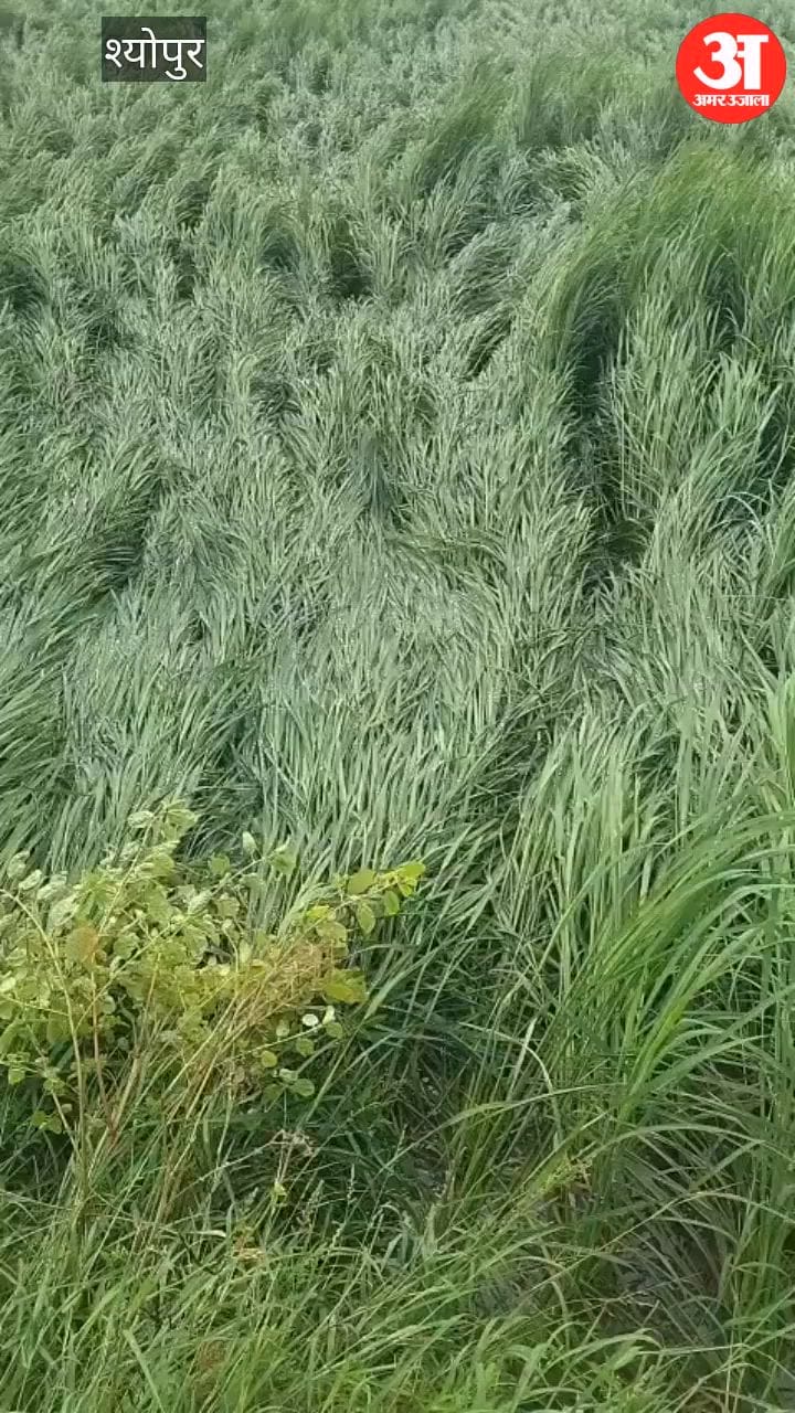 Paddy crops ruined by rain accompanied by strong winds; crops flattened in the fields.