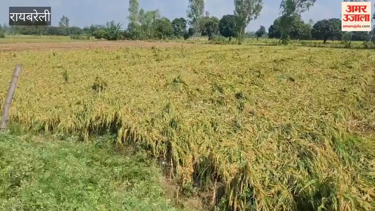 रायबरेली में बारिश के साथ तेज हवाओं से बिगड़ी फसल की सेहत, खेतों में बिछा धान