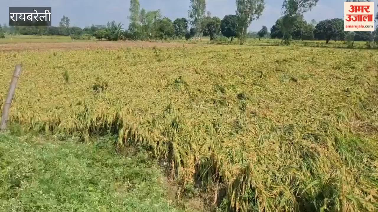 रायबरेली में बारिश के साथ तेज हवाओं से बिगड़ी फसल की सेहत, खेतों में बिछा धान