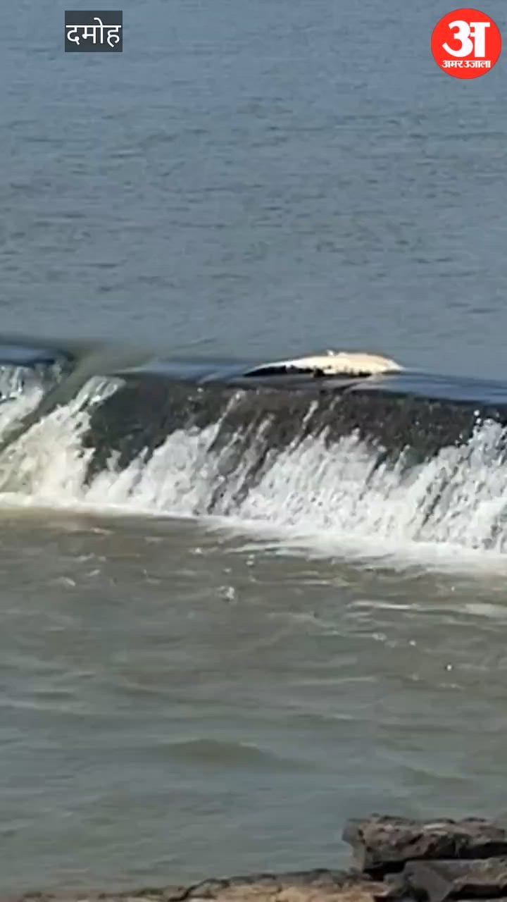 Dead Crocodile Found Floating Near Kharra Ghat, Investigation Begins