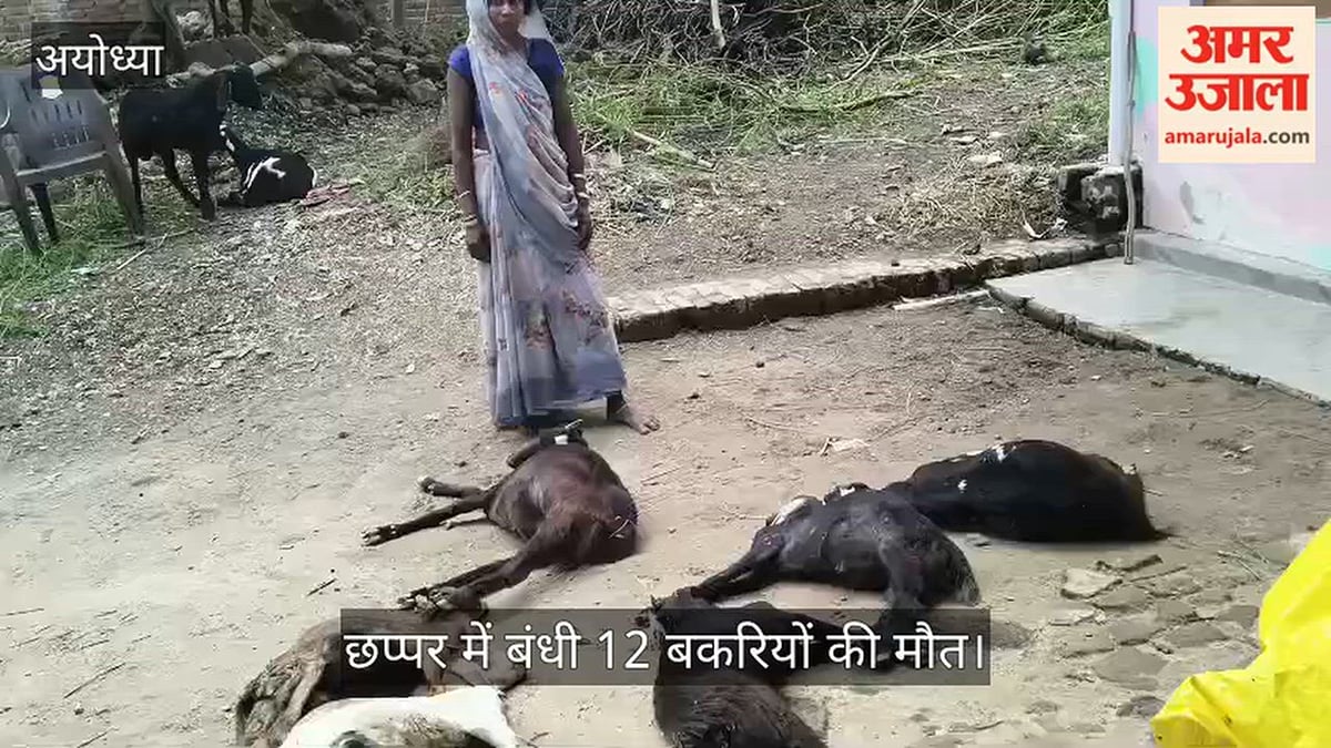 VIDEO: बकरियों पर गिरी जर्जर दीवार, 12 की मौत, छह घायल