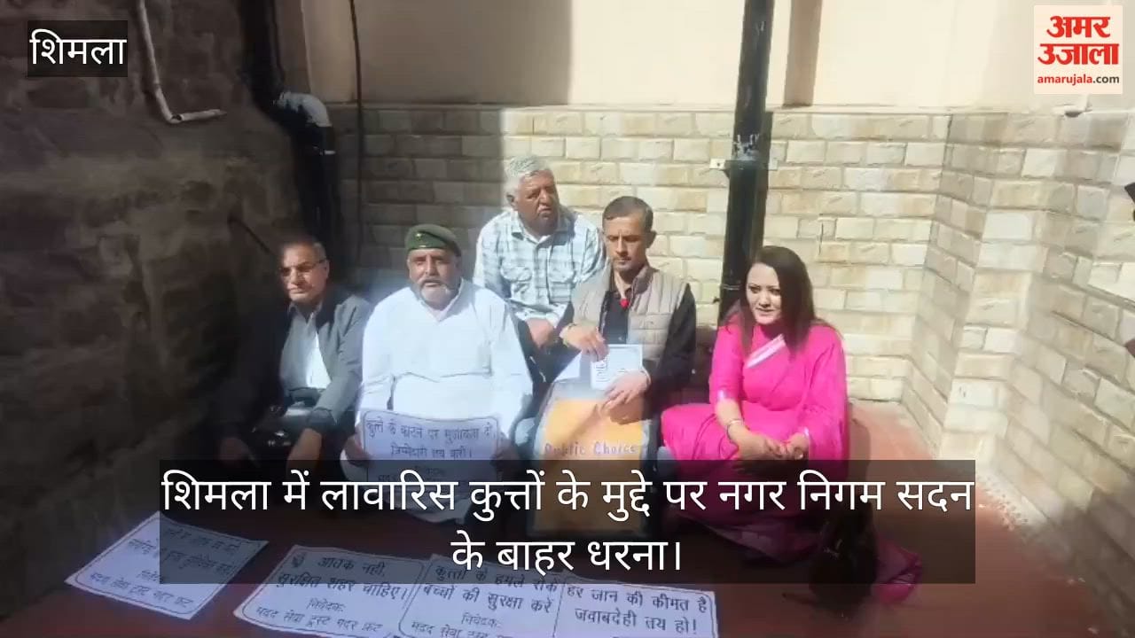 shimla stray dogs protest municipal corporation compensation for victims