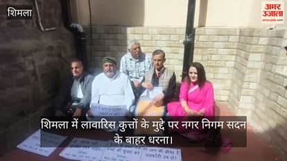 shimla stray dogs protest municipal corporation compensation for victims