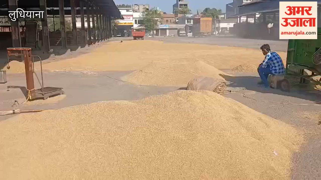 Government procurement of paddy begins today ludhiana