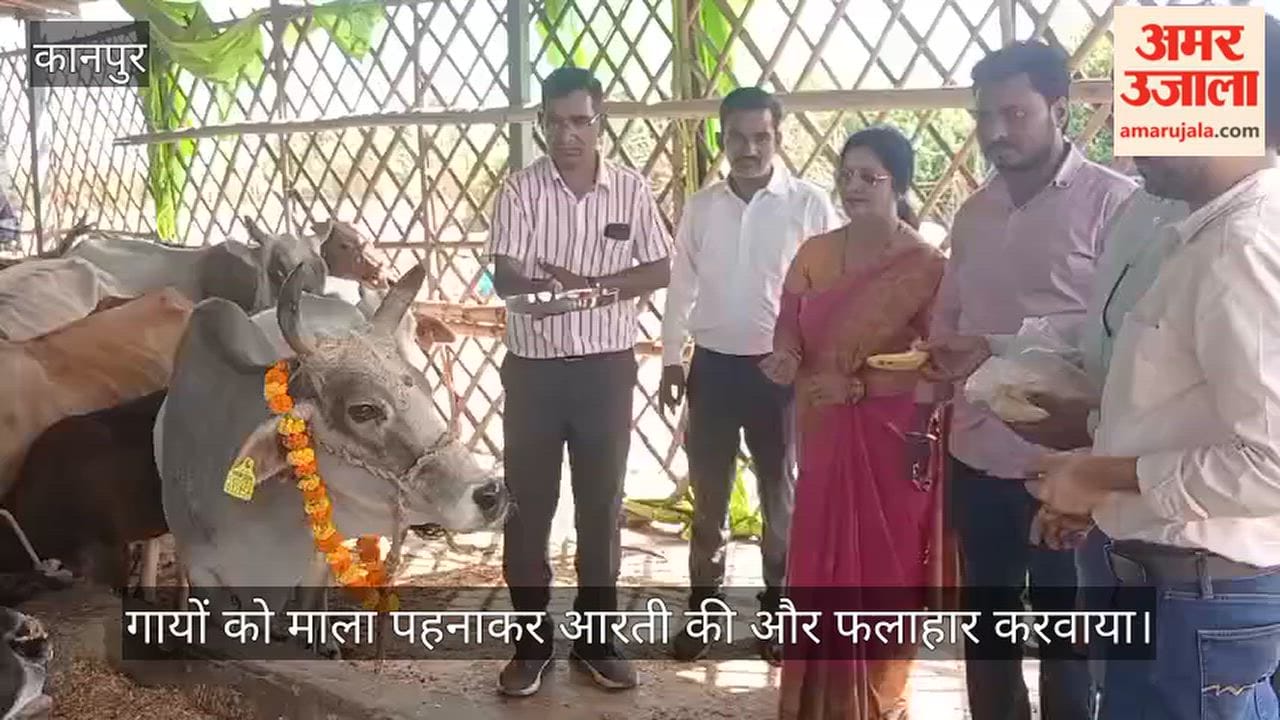 Kanpur Cows Honored with Aarti Fed Fruit and Green Fodder on Gandhi Jayanti