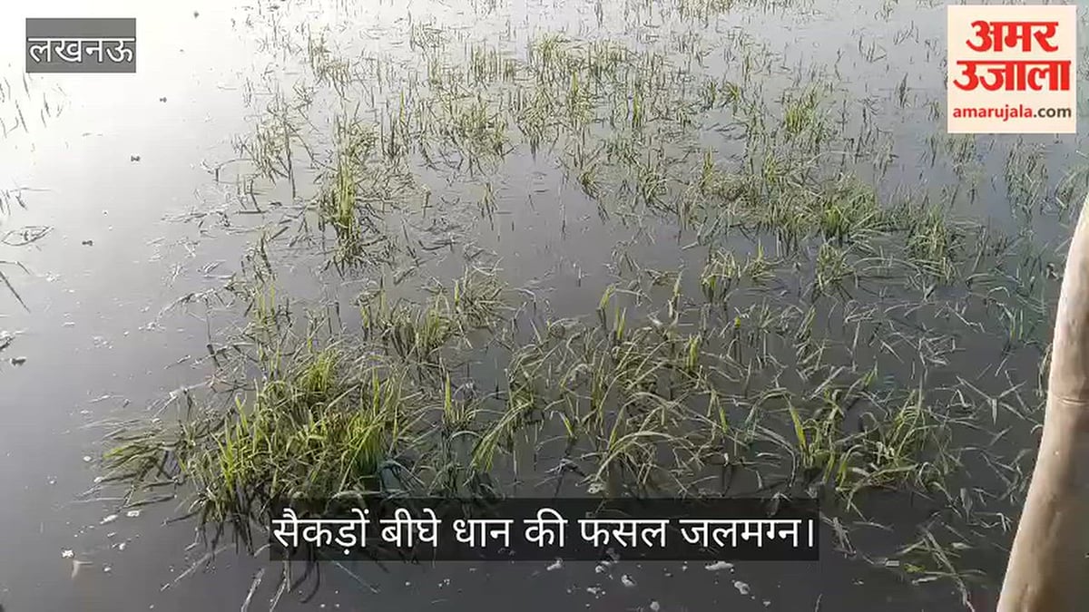 Video: सई नदी का जलस्तर अचानक बढ़ा, सैकड़ों बीघे धान की फसल जलमग्न