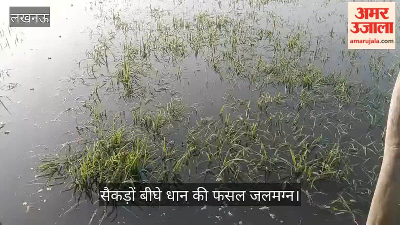 Video: सई नदी का जलस्तर अचानक बढ़ा, सैकड़ों बीघे धान की फसल जलमग्न