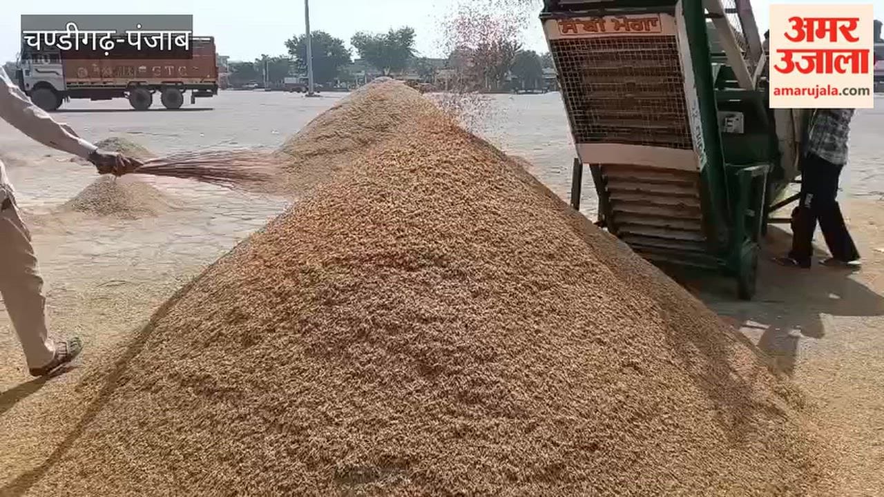 Government procurement of paddy begins at Moga mandi; around 1,000 bags of the crop arrived on the first day.