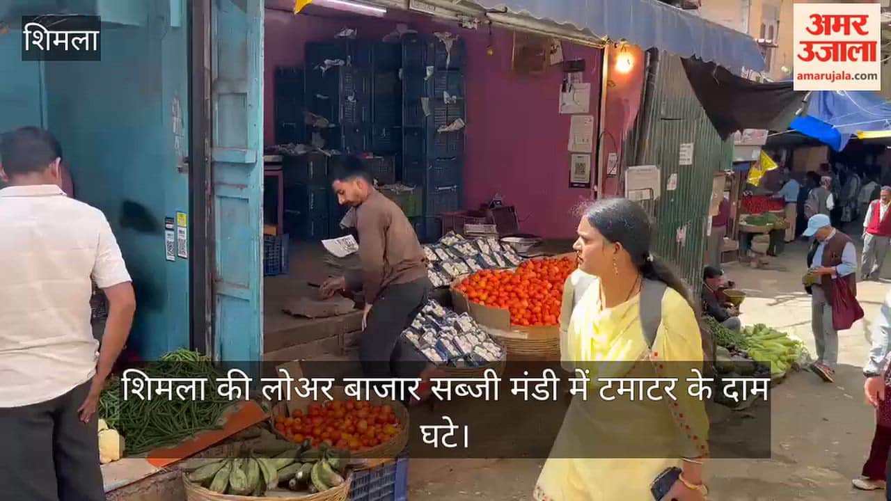 shimla tomato price falls by rs 20 per kg vegetable market