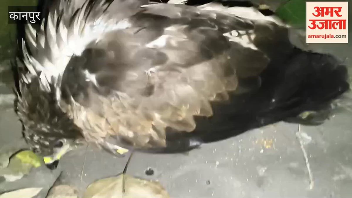 कानपुर: चाइनीज मांझे की चपेट में आकर घायल हुआ गोल्डन ईगल घायल, बच्चों ने जान बचाई