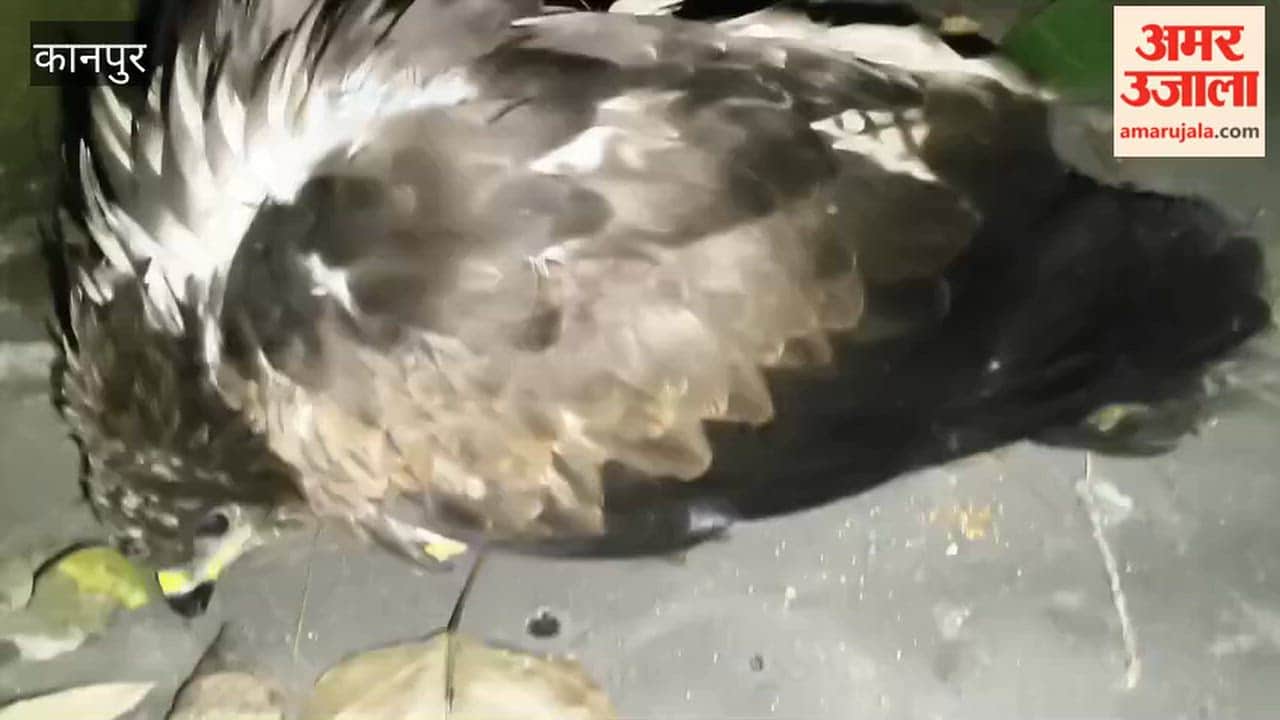 Kanpur: A Golden Eagle was injured after getting caught in Chinese manjha; children rescued it