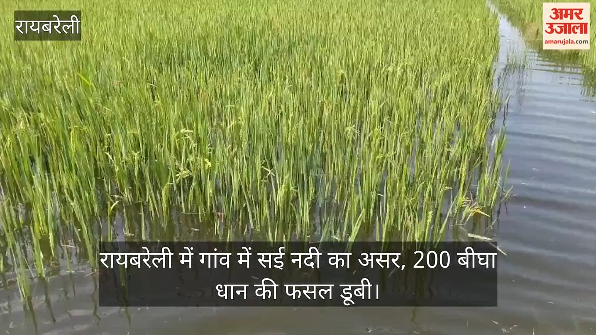 Video: रायबरेली में गांव में सई नदी का असर, 200 बीघा धान की फसल डूबी