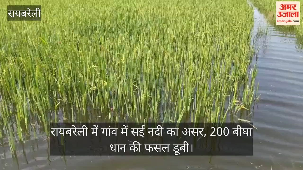 Video: रायबरेली में गांव में सई नदी का असर, 200 बीघा धान की फसल डूबी