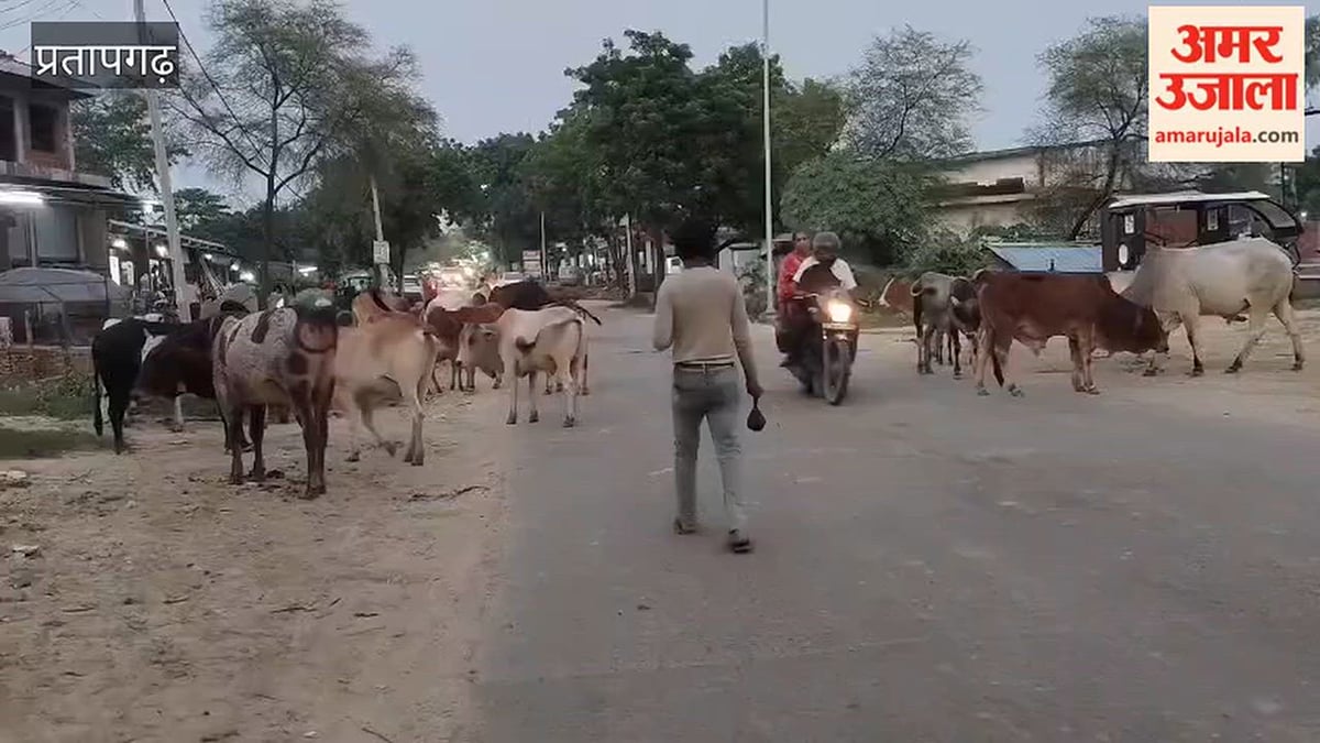 कुंडा में शाम होते ही निराश्रित गो वंशों का सड़क पर हो जाता है कब्जा, दुर्घटना की रहती है आशंका