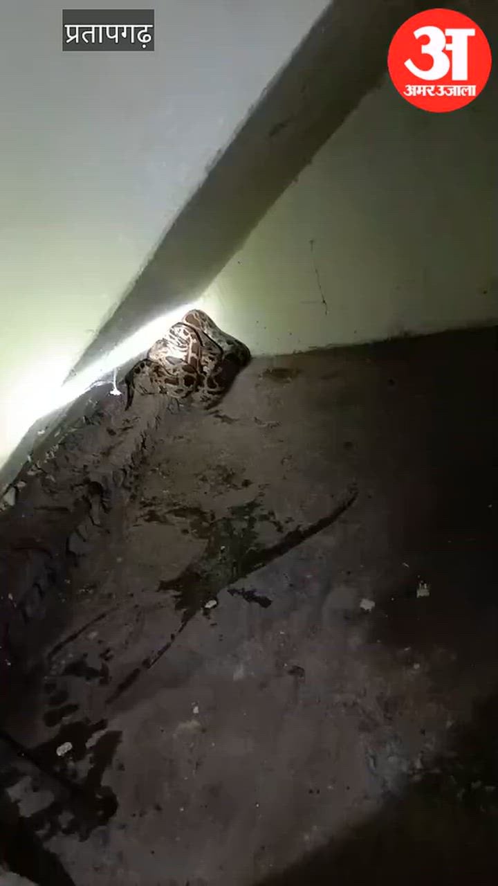 घर में अजगर घुसने से मची रही अफरातफरी, 112 ने कड़ी मशक्कत के बाद पकड़ा