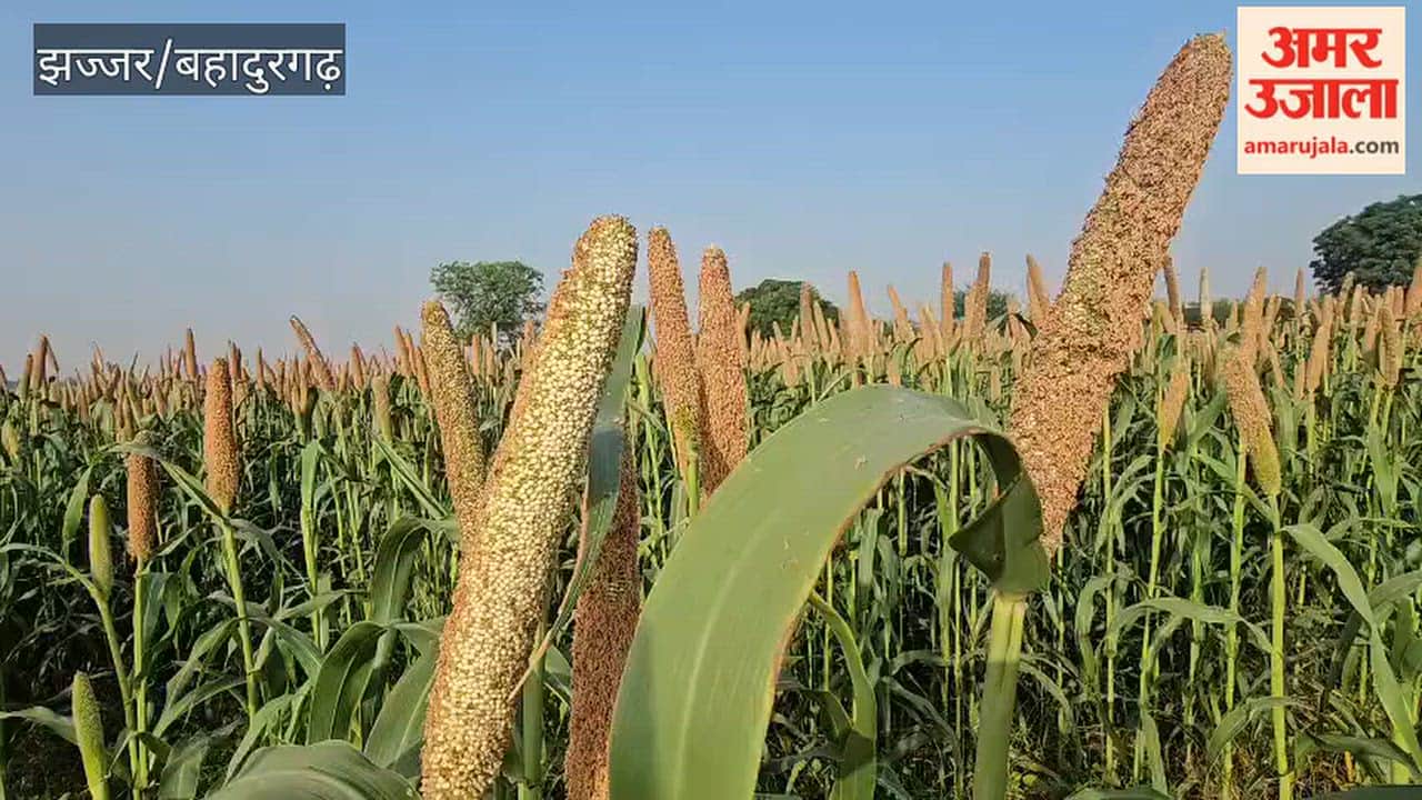 Late-sown pearl millet has started ripening in Badli; a good yield is expected.
