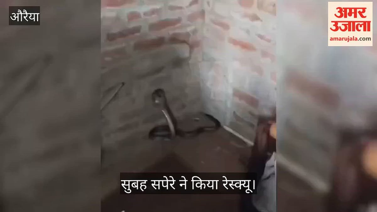 औरैया: ओमनगर में देर रात घर में निकला जहरीला सांप, परिजनों ने नागदेवता समझ की आरती