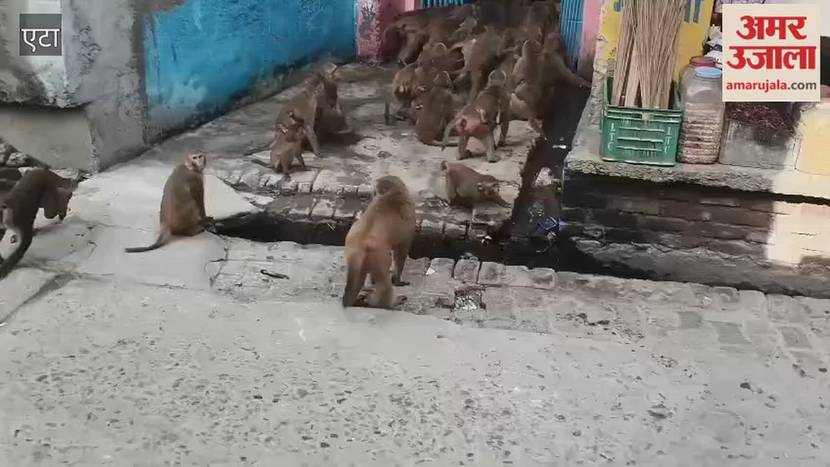 VIDEO: बंदरों के बीच संग्राम, बाजार में मच गई अफरातफरी; शटर बंदकर दुकानों में कैद हो गए व्यापारी