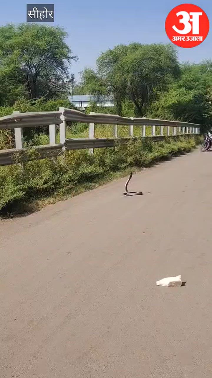 Sehore snake and Mongoose Epic Fight Goes Viral Captured on Camera Near Mandi Underbridge