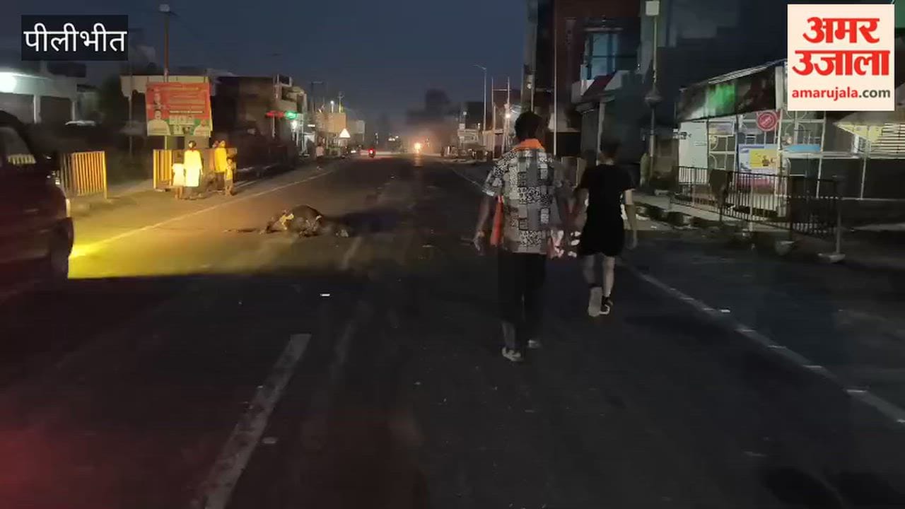 Four cattle killed after being hit by a speeding vehicle in Pilibhit