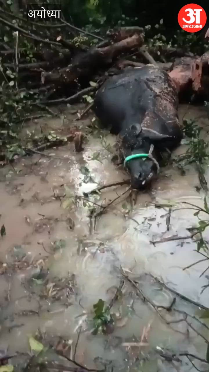 अयोध्या: शाम करीब 3 बजे अचानक मौसम में हुए परिवर्तन गरज चमक आंधी तूफान के साथ हुई बरसात