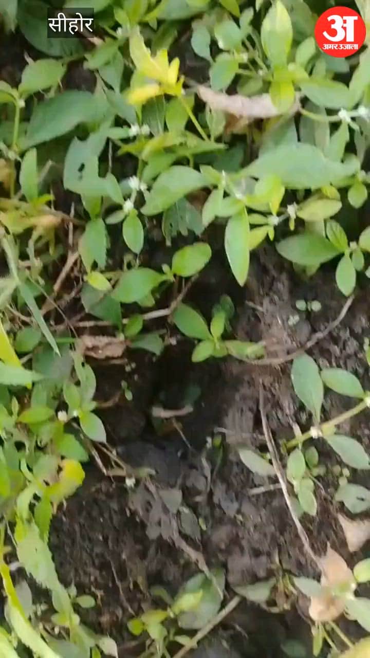 MP Panic in Sehore as Tiger Roams Residential Areas Fresh Pugmarks Found