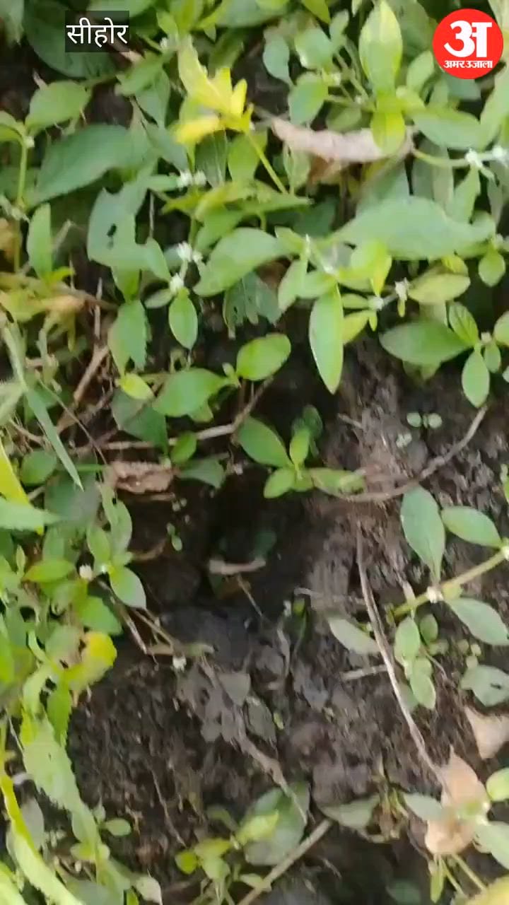 MP Panic in Sehore as Tiger Roams Residential Areas Fresh Pugmarks Found