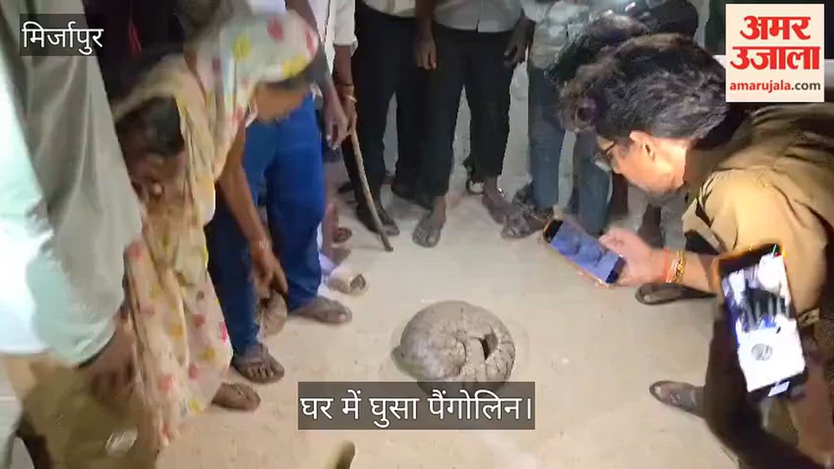 घर में घुसा पैंगोलिन, भीड़ को देखकर गेंद की तरह गोल बैठ गया