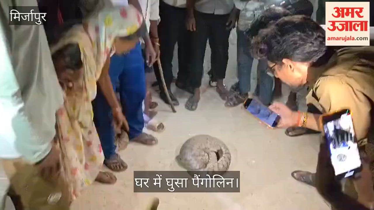 pangolin entered house and curled up into a ball upon seeing crowd in Mirzapur