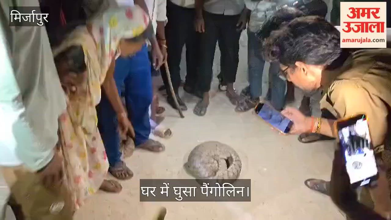 pangolin entered house and curled up into a ball upon seeing crowd in Mirzapur