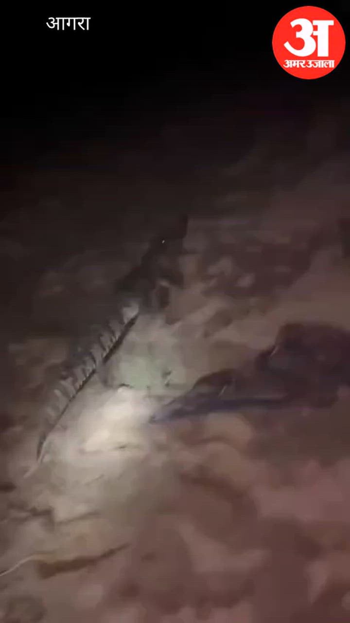 VIDEO: खेत पर बने ट्यूबवेल में घुसा मगरमच्छ, दहशत में आए किसान