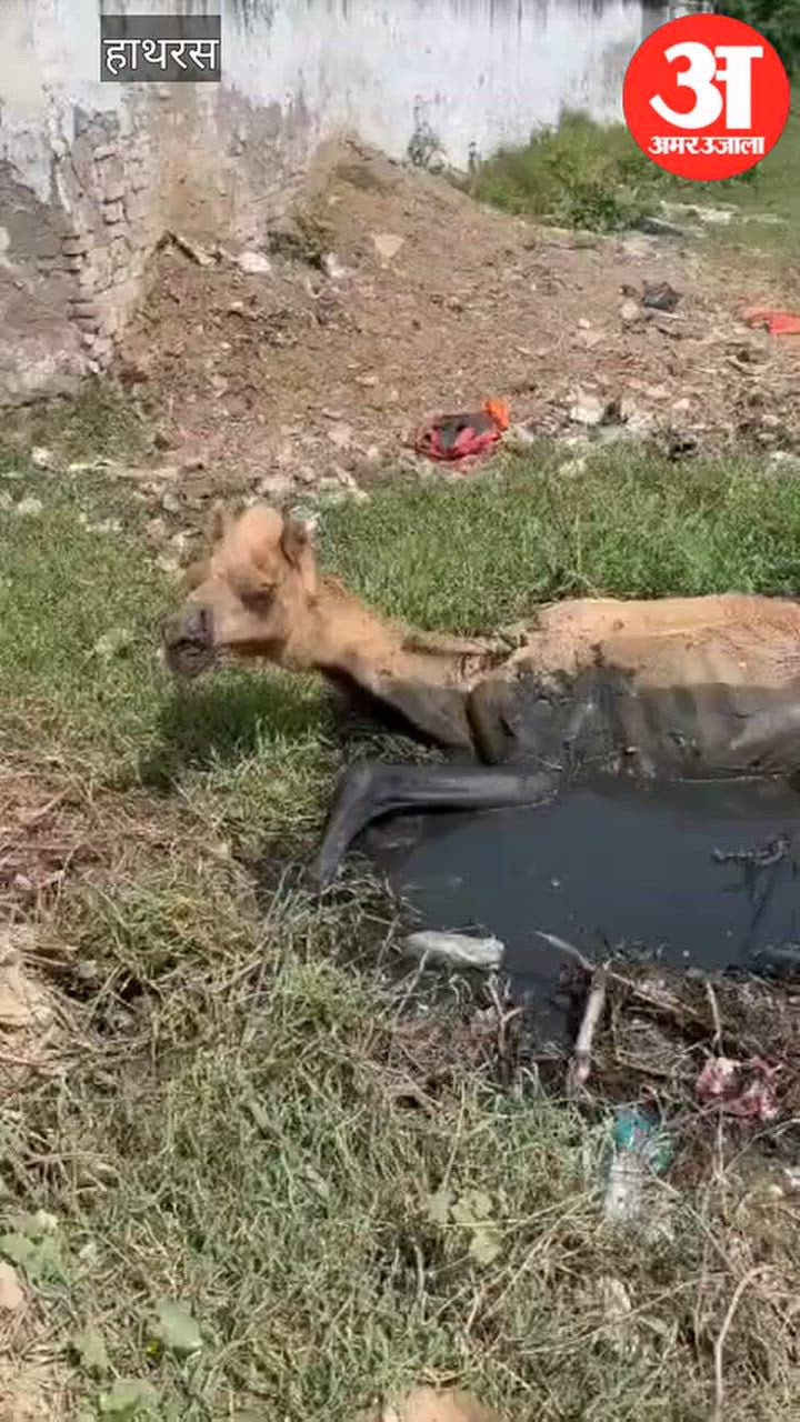 सादाबाद में दलदल में फंसे लावारिस ऊंट की बचाई जान, बरसाना भेजा