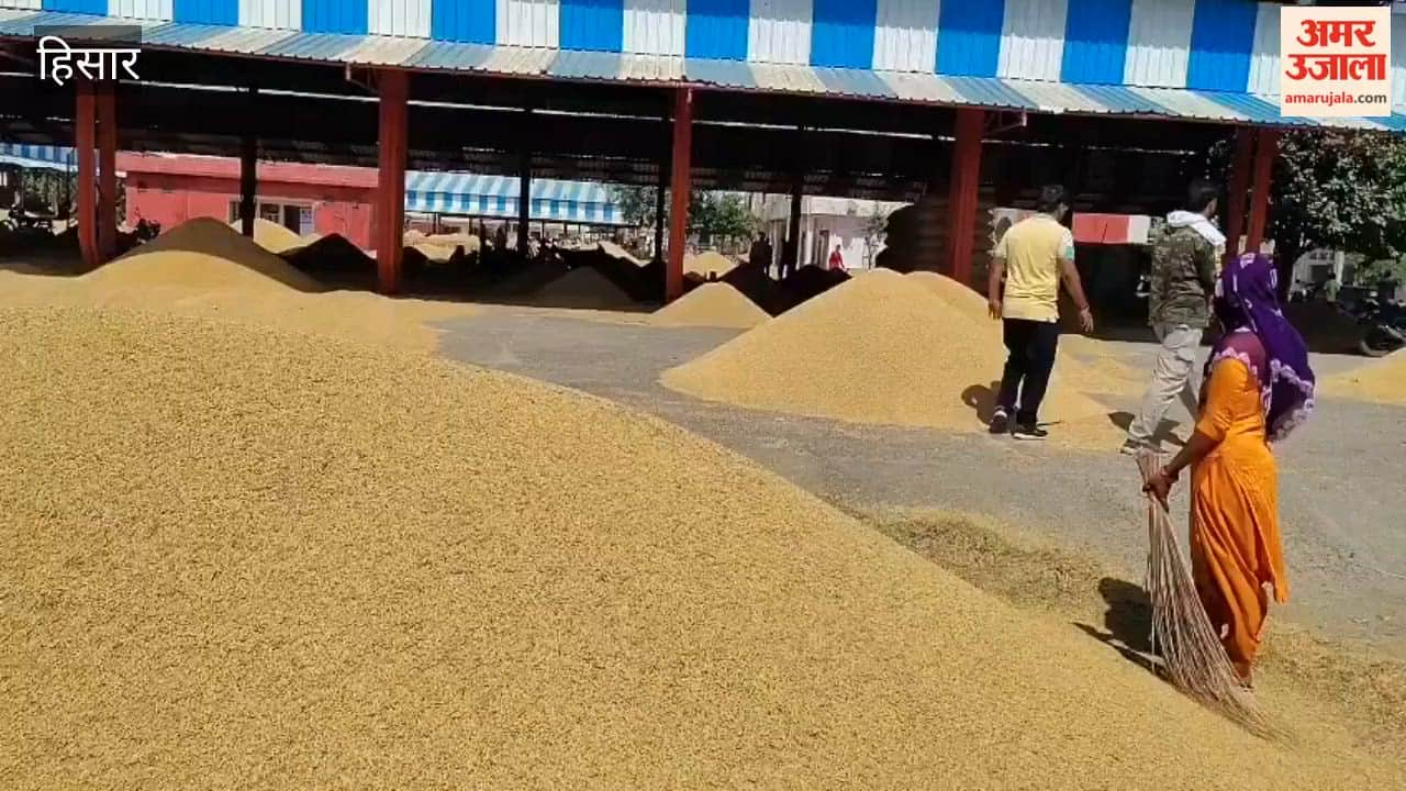 Paddy arrivals increase at Hansi Mandi; price of '1509' variety drops by ₹400; procurement of PR paddy begins.