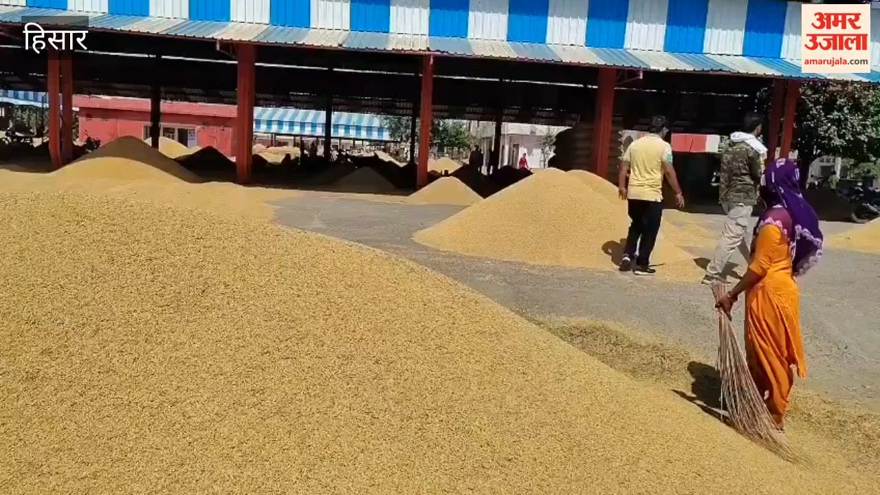 Paddy arrivals increase at Hansi Mandi; price of '1509' variety drops by ₹400; procurement of PR paddy begins.