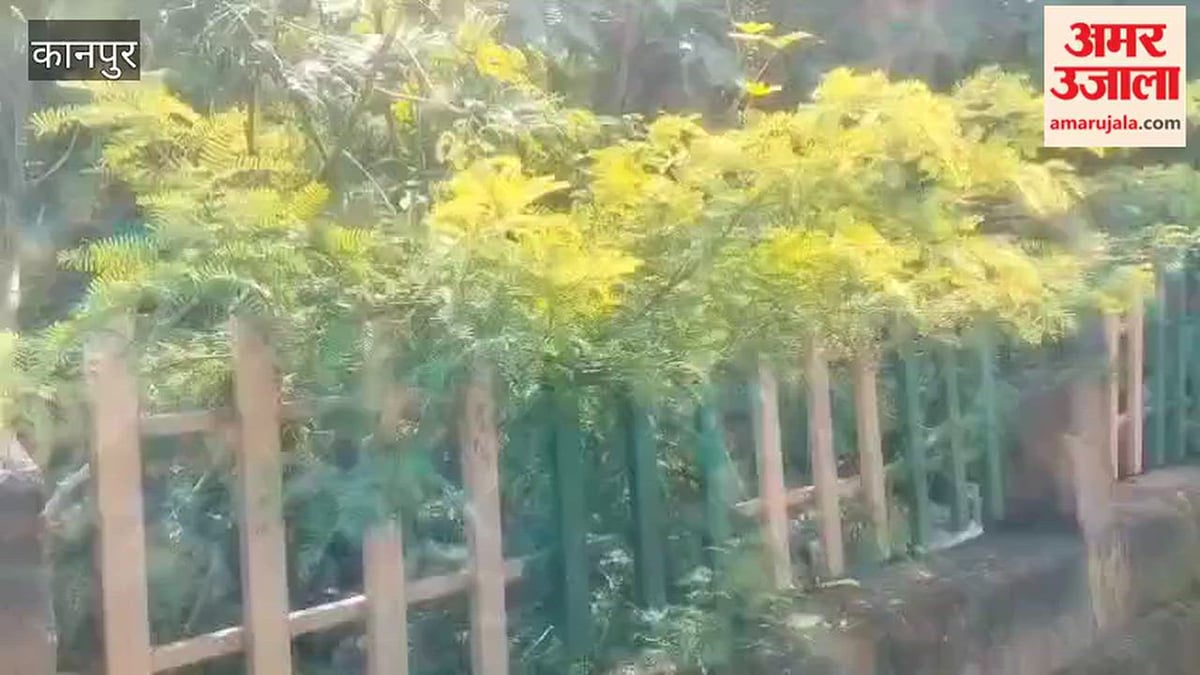 कानपुर: ग्रीन बेल्ट की हालत खराब, रखरखाव की कमी, उगी झाड़ियां