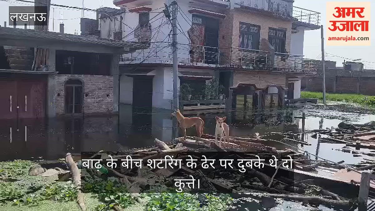 VIDEO: बाढ़ के बीच शटरिंग के ढेर पर दुबके थे दो कुत्ते, नजर पड़ी तो रुक गई नाव