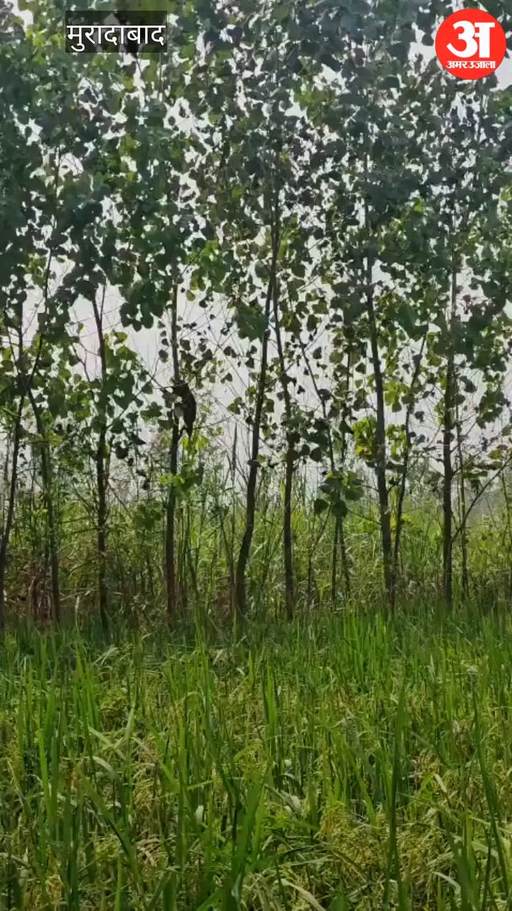 तेंदुए ने नीलगाय को बनाया शिकार