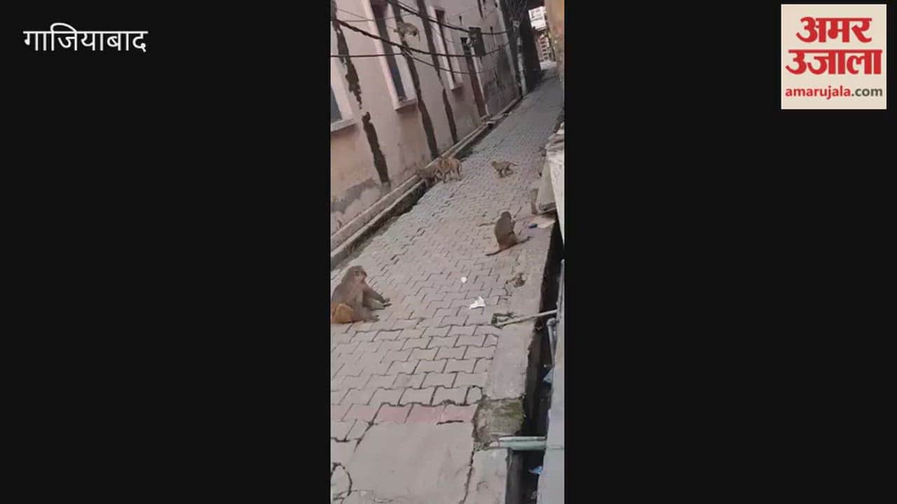 Monkey menace on the streets of Muradnagar